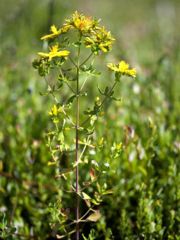 Millepertuis commun (Hypericum perforatum)_1