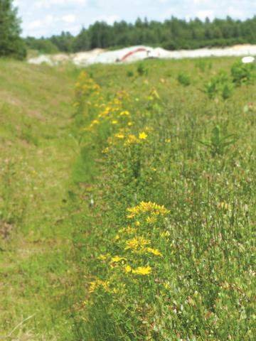 Millepertuis commun (Hypericum perforatum)_2