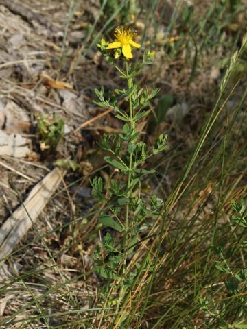 Millepertuis commun (Hypericum perforatum)_13