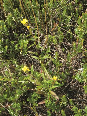 Onagre vivace (Oenothera perennis)_1