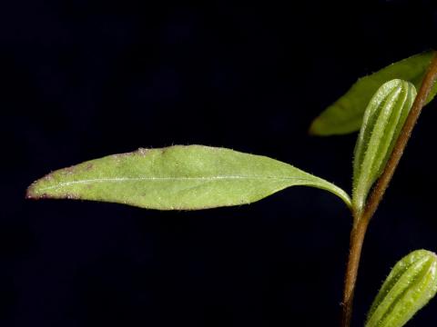 Onagre vivace (Oenothera perennis)_5