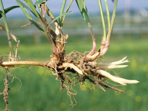 Chiendent(Elymus repens)_3