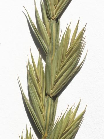 Chiendent(Elymus repens)_6