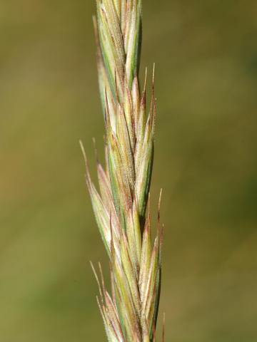 Chiendent(Elymus repens)_14