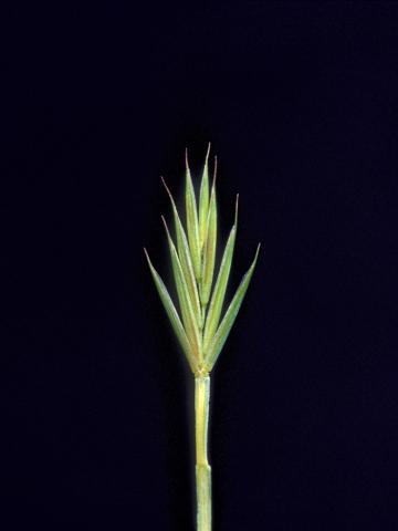 Chiendent(Elymus repens)_16