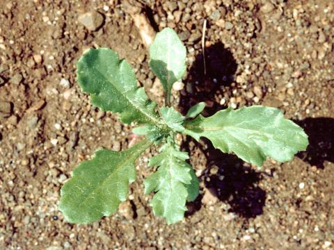 Seneçon vulgaire (Senecio vulgaris)_1