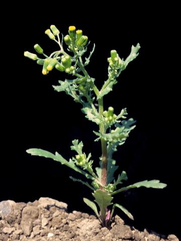 Seneçon vulgaire (Senecio vulgaris)_4