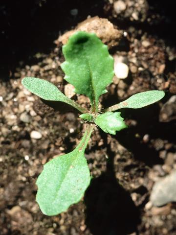 Seneçon vulgaire (Senecio vulgaris)_6