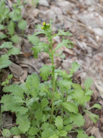 Seneçon vulgaire (Senecio vulgaris)_8