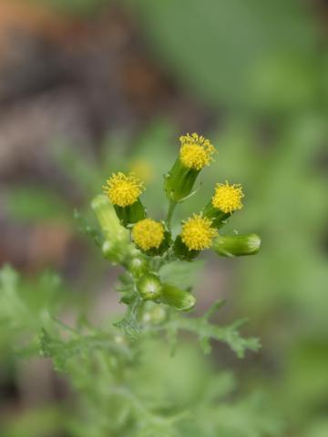 Seneçon vulgaire (Senecio vulgaris)_10