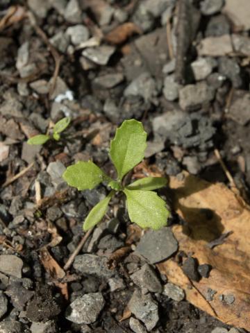 Seneçon vulgaire (Senecio vulgaris)_12