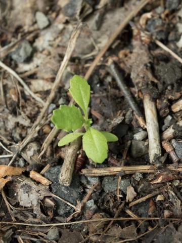 Seneçon vulgaire (Senecio vulgaris)_13