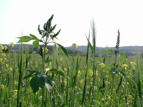 Grande herbe à poux (Ambrosia trifida)_6