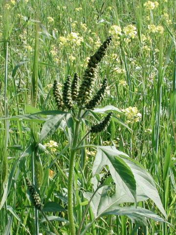 Grande herbe à poux (Ambrosia trifida)_7