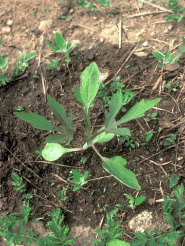 Grande herbe à poux (Ambrosia trifida)_10