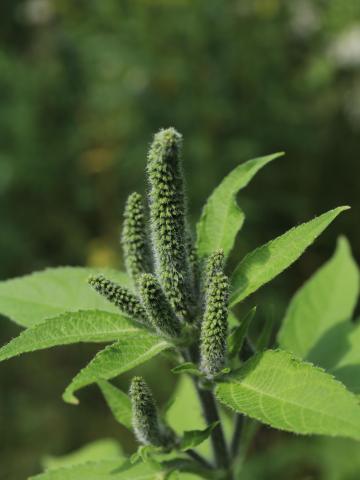 Grande herbe à poux (Ambrosia trifida)_17