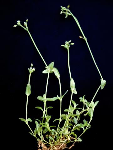 Céraiste vulgaire(Cerastium fontanum)_6