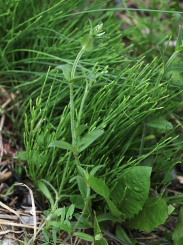 Céraiste vulgaire(Cerastium fontanum)_13