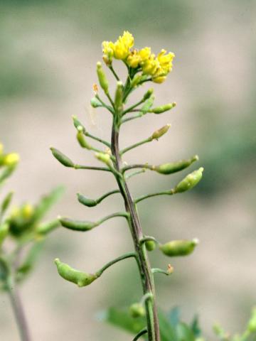 Rorippe marais (Rorippa palustris)_5