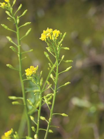 Rorippe marais (Rorippa palustris)_13