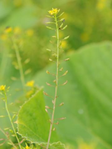 Rorippe marais (Rorippa palustris)_19