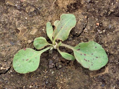 Patience crépue (Rumex crispus)_2