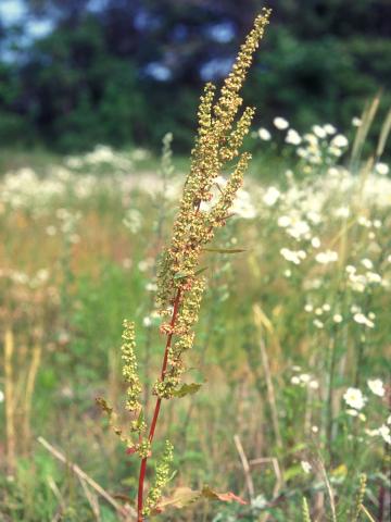 Patience crépue (Rumex crispus)_7