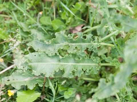 Patience crépue (Rumex crispus)_10