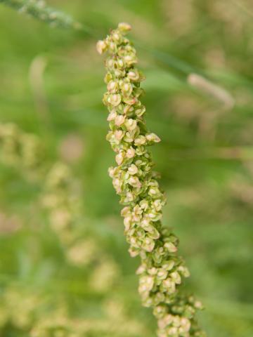 Patience crépue (Rumex crispus)_14