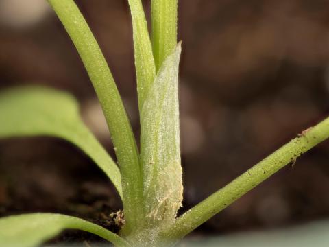 Patience crépue (Rumex crispus)_18