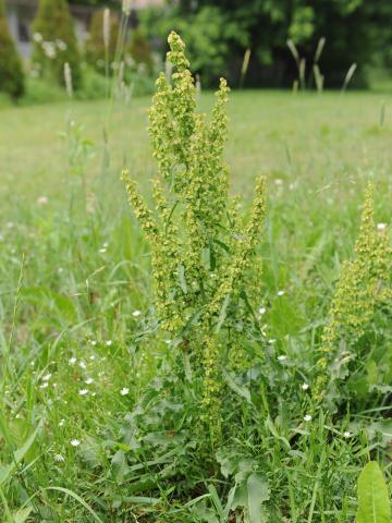 Patience crépue (Rumex crispus)_20