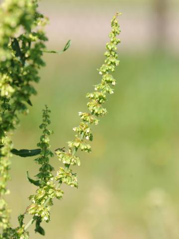 Patience crépue (Rumex crispus)_21