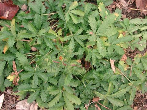 Potentille dressée (Potentilla recta)_3