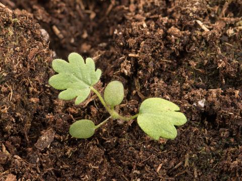 Potentille dressée (Potentilla recta)_9