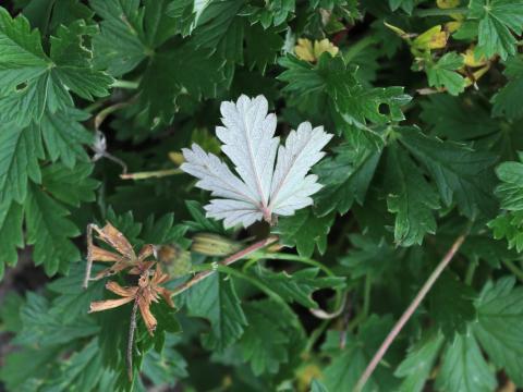 Potentille dressée (Potentilla recta)_12