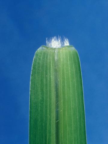 Sétaire verticillée (Setaria verticillata)_5