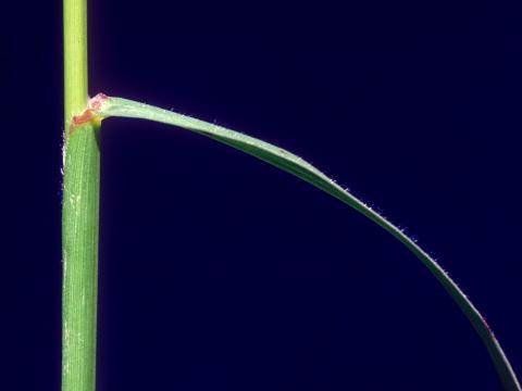 Sétaire verticillée (Setaria verticillata)_6