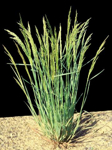 Agrostide blanche(Agrostis gigantea)_2