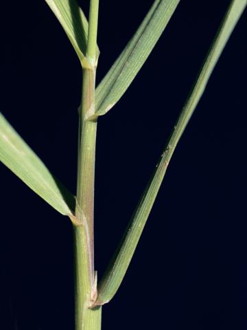 Agrostide blanche(Agrostis gigantea)_5