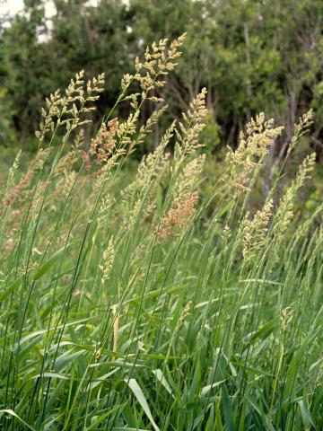 Alpiste roseau(Phalaris arundinacea)_1