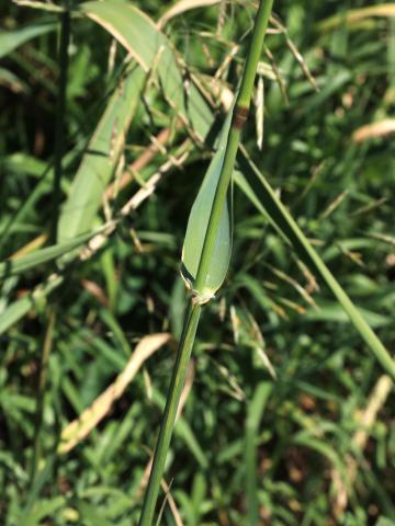 Alpiste roseau(Phalaris arundinacea)_8