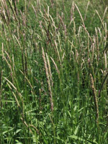 Alpiste roseau(Phalaris arundinacea)_12