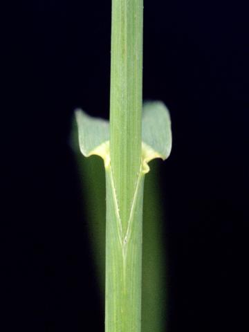 Brome inerme(Bromus inermis)_5