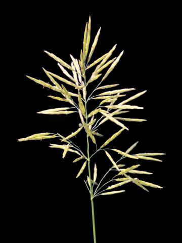 Brome inerme(Bromus inermis)_7