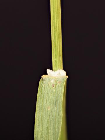 Brome inerme(Bromus inermis)_16