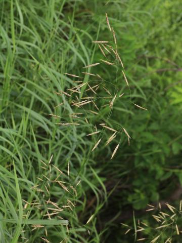 Brome inerme(Bromus inermis)_18