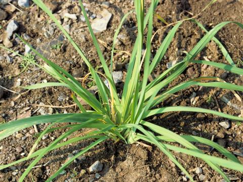 Dactyle pelotonné(Dactylis glomerata)_2