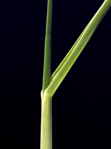 Fétuque rouge (Festuca rubra)_4