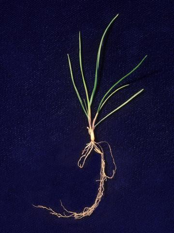 Fétuque rouge (Festuca rubra)_10