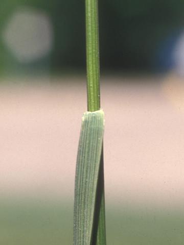 Fétuque rouge (Festuca rubra)_11